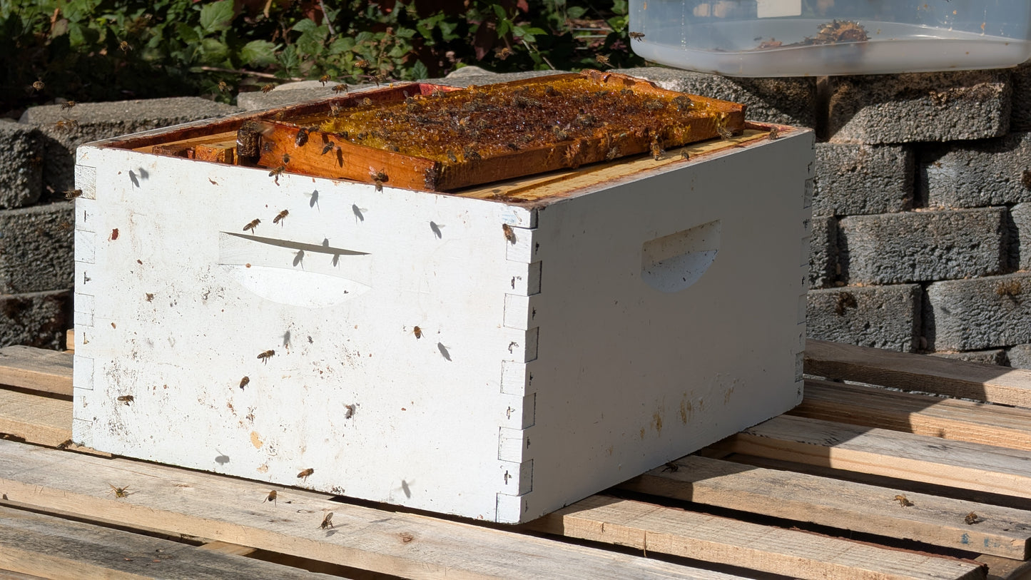 Kitsap Beekeeping local wildflower honey