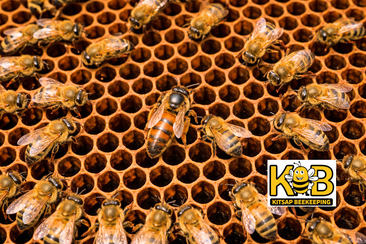 Queen bees (seasonal/limited)