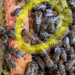 How to find your queen bee
