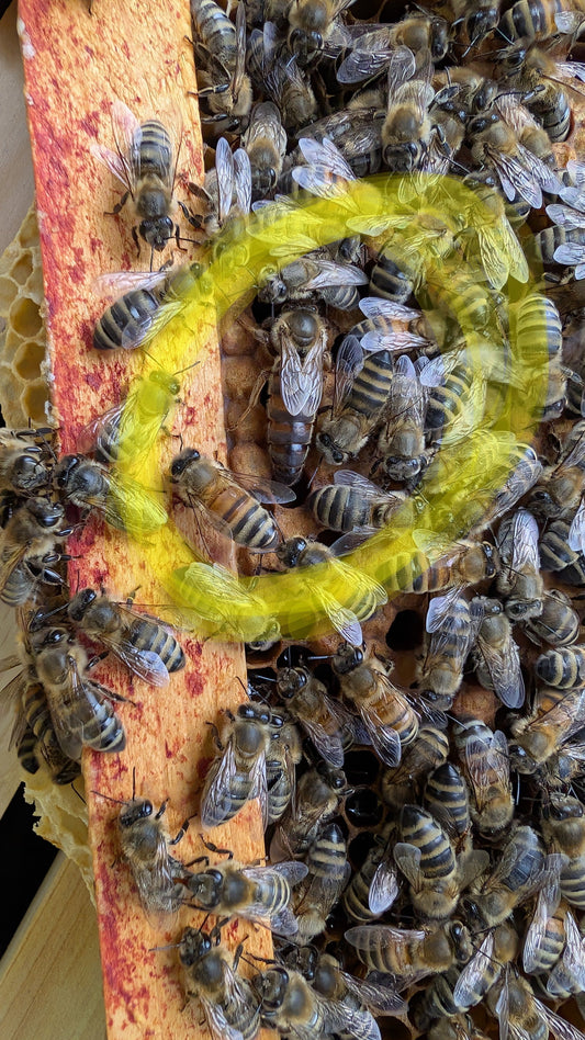 How to find your queen bee