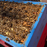 New to beekeeping? Here are popular bee and hive types.