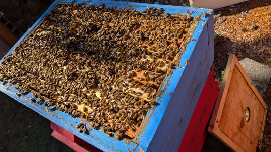 New to beekeeping? Here are popular bee and hive types.