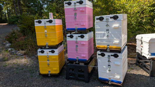 Anel poly hive review