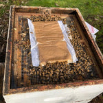 I’ve installed my package bees or nuc, now what do I do?