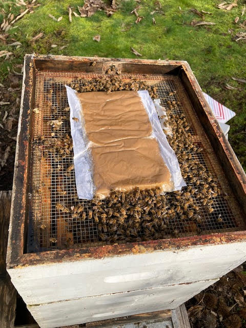 I’ve installed my package bees or nuc, now what do I do?