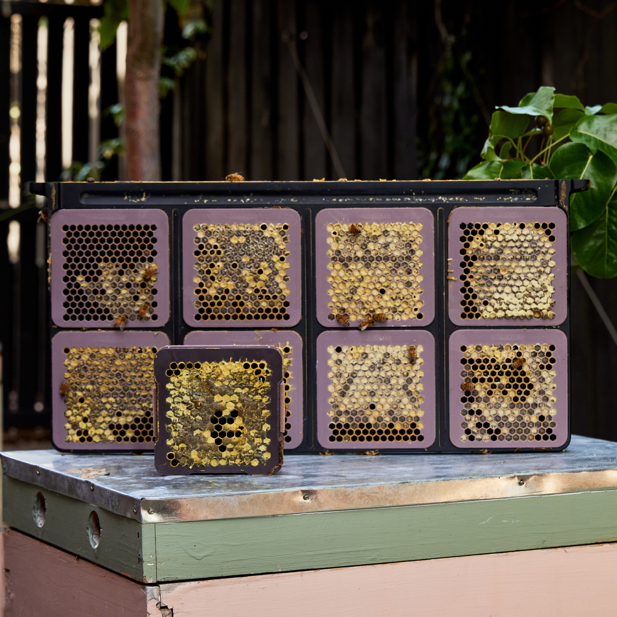 Micro Honey Harvester - 8 Cassettes with Frame - Deep