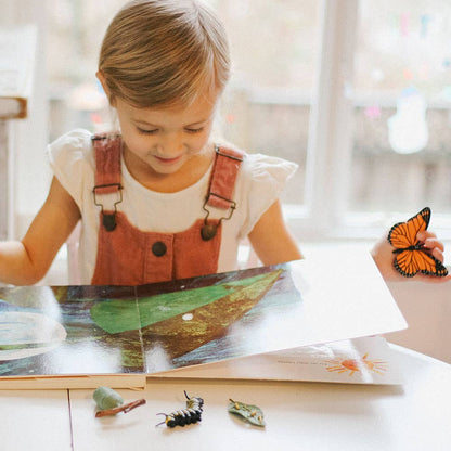 Life Cycle Of A Monarch Butterfly for kids