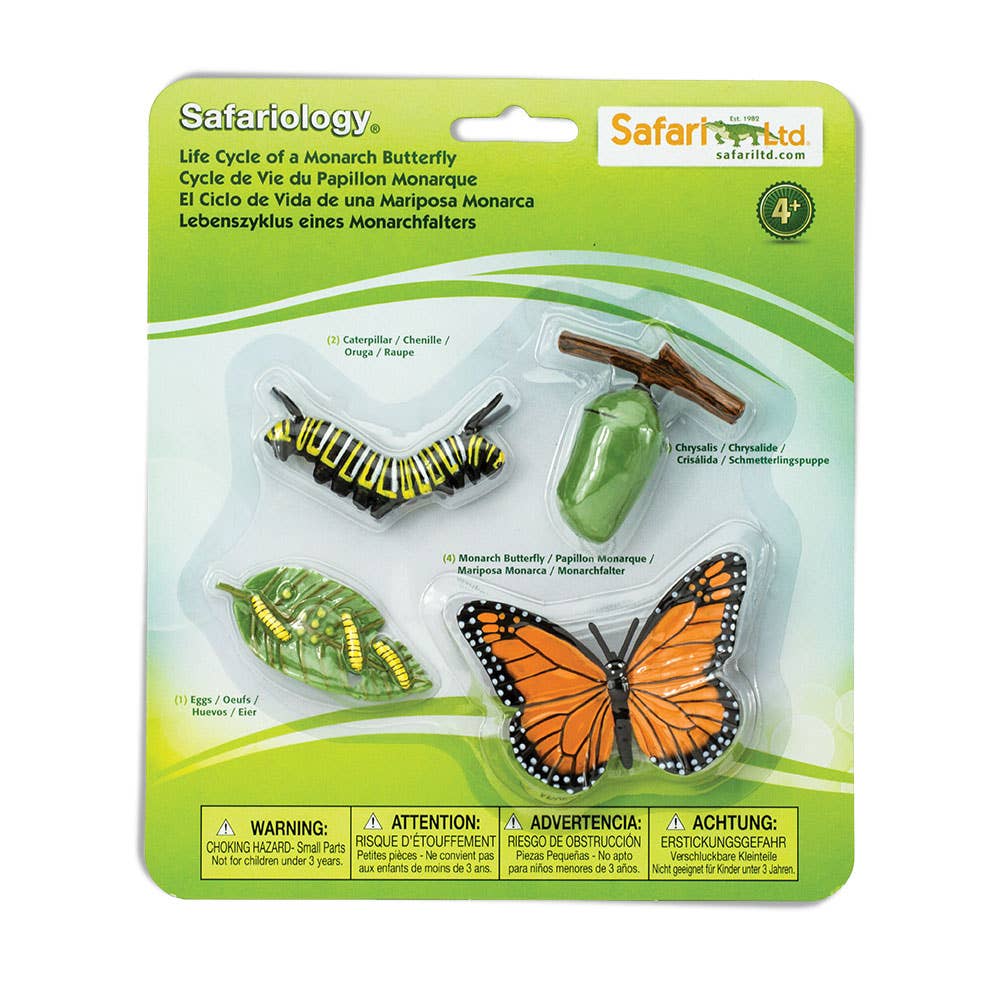 Life Cycle Of A Monarch Butterfly for kids