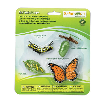 Life Cycle Of A Monarch Butterfly for kids
