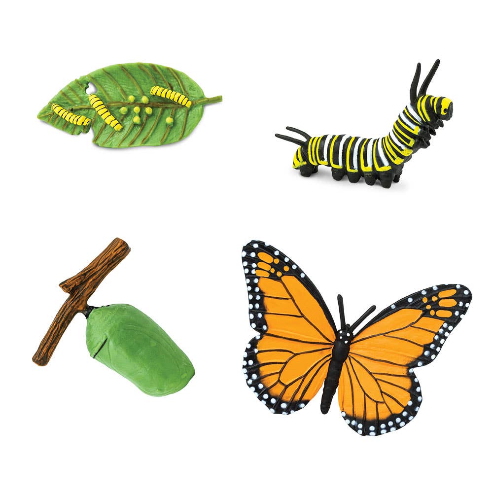 Life Cycle Of A Monarch Butterfly for kids